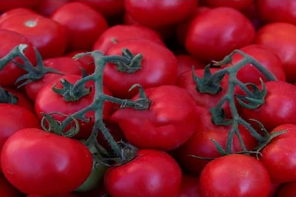 tomate blanche neige