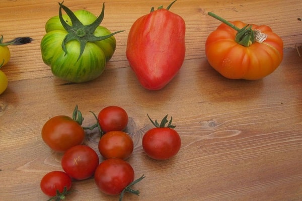 watering tomatoes