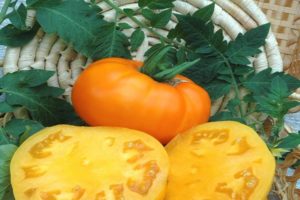 Description of the tomato variety Bison yellow, its characteristics and cultivation