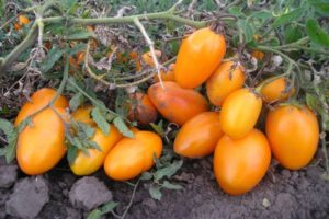 Penerangan mengenai barel pelbagai jenis tomato, ciri dan produktiviti