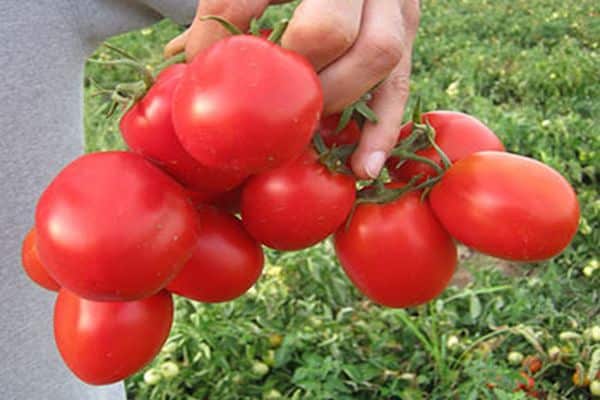 keg variété de tomate