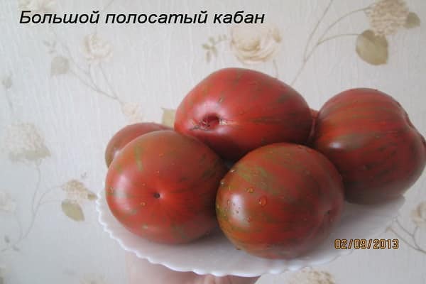 bentuk tomato