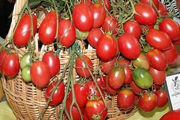 buisson de tomates