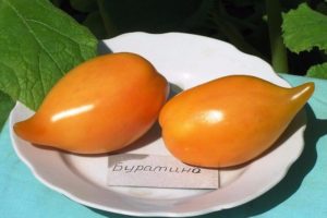 Description of the Buratino tomato variety, its characteristics and productivity