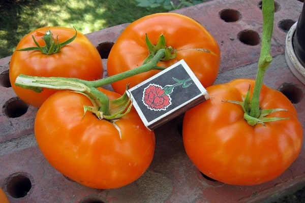 tomates exotiques