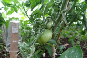 Description de la variété de tomate Cherokee, ses caractéristiques et son rendement