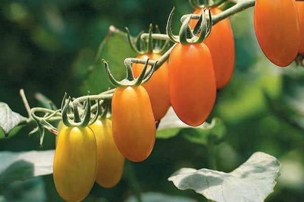 végétation pour tomates