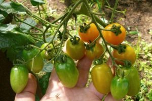 Description de la variété de tomate Cherry Lisa, ses caractéristiques et sa productivité