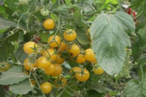 Description de la variété de tomate cerise jaune, caractéristiques de culture et de soins