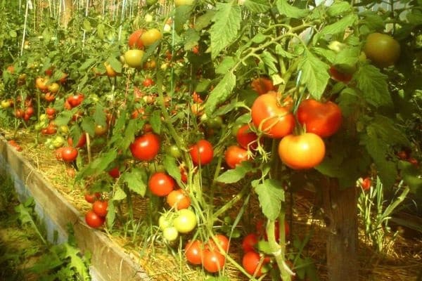 Tomate Yenisei