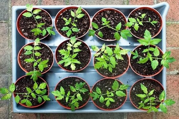 seedling method