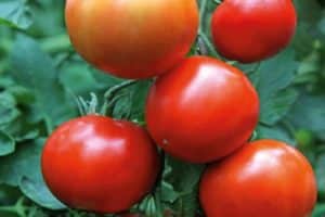 Description de la variété de tomate Yenisei f1, ses caractéristiques et son rendement