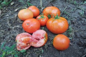 Description of the tomato variety Ermak F1, features of cultivation and care