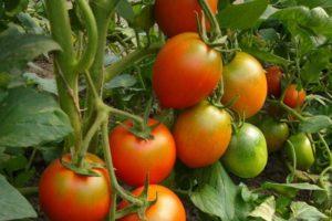 Description de la variété de tomate Drapeau, ses caractéristiques et sa productivité