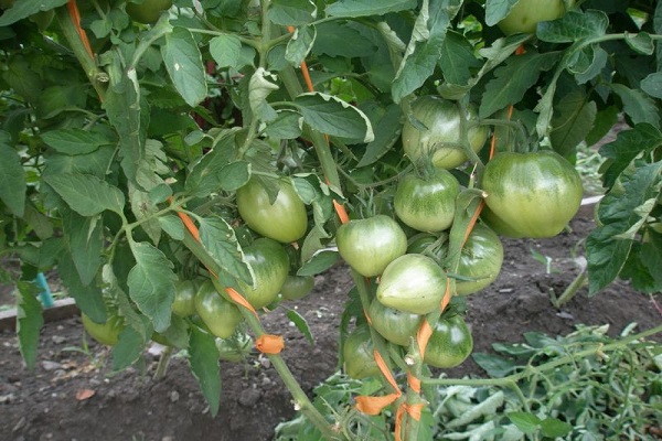 verduras y hierbas