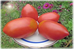 Description of the tomato variety King Penguin, its characteristics and productivity