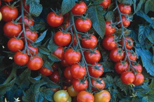 cultivo de tomates