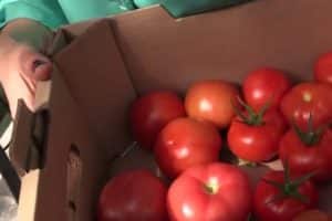 Description de la variété de tomate Ministre, ses caractéristiques et son rendement