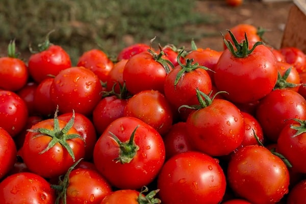 ministro de tomate