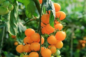 Description de la variété de tomate Bouchon orange, ses caractéristiques et son rendement