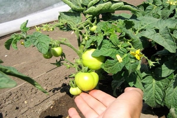 beds and vegetable gardens