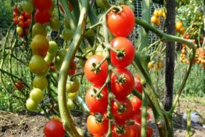 Descripción de la variedad de tomate Pomisolka, sus características y rendimiento.