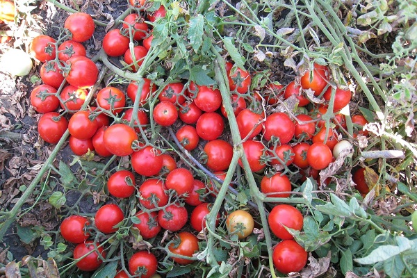 ripening tomato