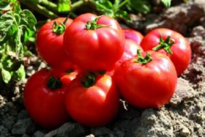 Description de la variété de tomate Sadik f1, caractéristiques de culture et rendement