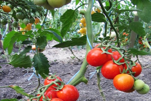 sucre de tomate