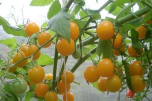 Penerangan mengenai varieti tomato Summer Sun, ciri dan hasilnya