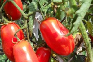 Description de la variété de tomate surprise sibérienne, caractéristiques de culture et de soins