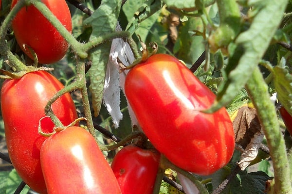 calidad de la planta