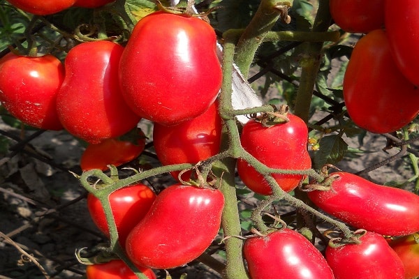 sebiji tomato