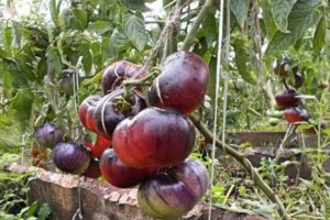 Description de la variété de tomate Tigre de Sibérie, ses caractéristiques et son rendement