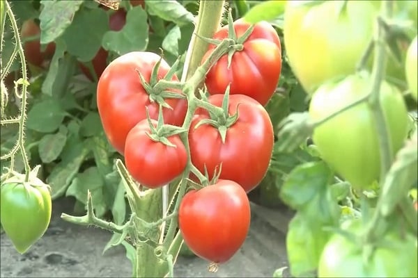 tomato drying