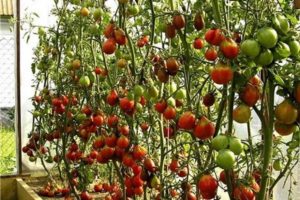 Descripción de la variedad de tomate Secado, sus características y cultivo.