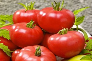 Penerangan mengenai varieti tomato Swat f1, ciri dan hasilnya