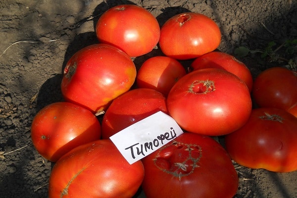 fléole des tomates