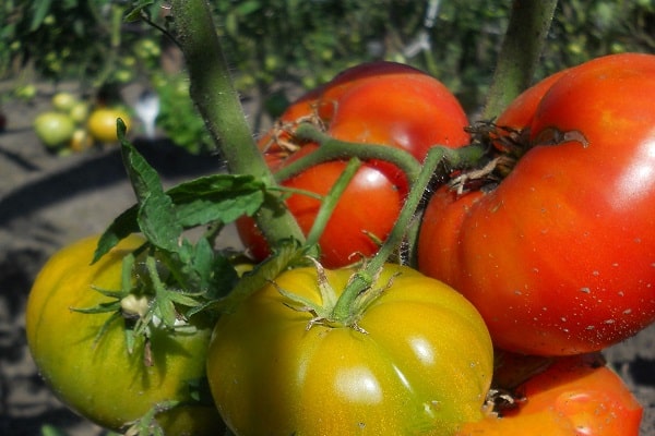 tomatoes in the garden