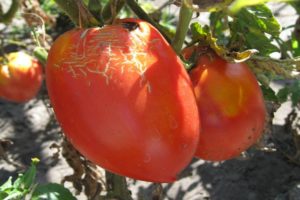 Description of the Trans new tomato variety, its characteristics and yield