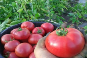 Description of the tomato variety Werner, its characteristics and yield