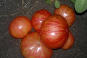 Description of the variety of tomato Vintage vine, its characteristics and productivity