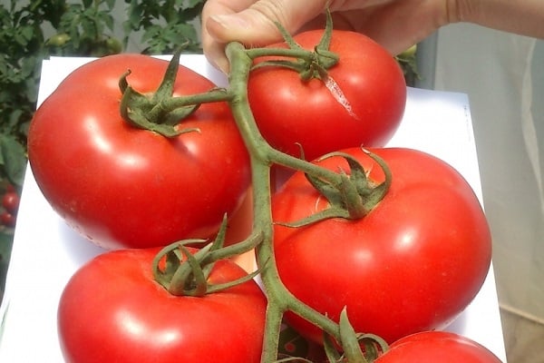 caracterización y cultivo