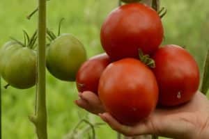 Descripción de la variedad de tomate manzana Lipetsk, características de cultivo y cuidado.