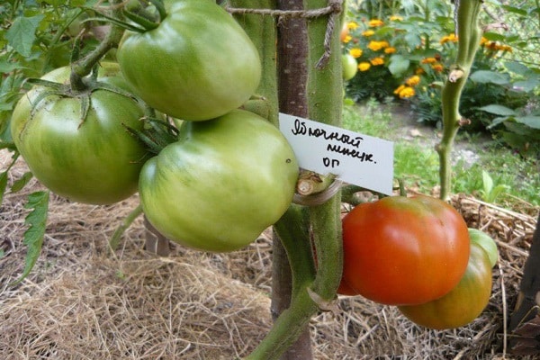 período de vegetación