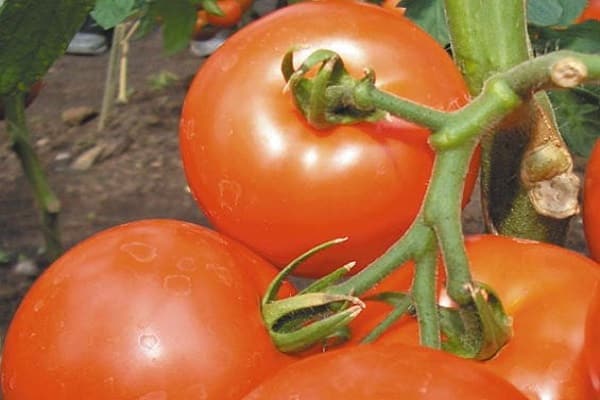 légumes polyvalents