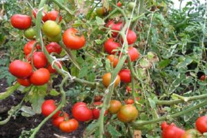 Description of the Yula tomato variety, cultivation features and yield