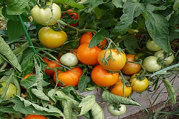 plants de tomates