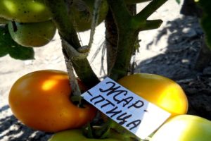 Description of the tomato variety Firebird, cultivation features and yield