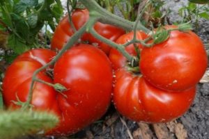 Description de la variété de tomate Chaleur, caractéristiques de culture et rendement